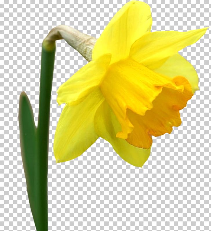 Flower Yellow I Wandered Lonely As A Cloud Tulip PNG, Clipart, Amaryllis Family, Daffodil, Fleur, Flower, Flower Bouquet Free PNG Download