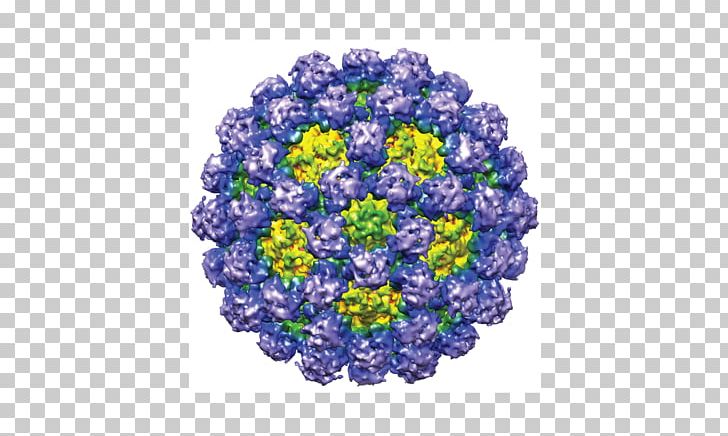 Norovirus Gastroenteritis Norwalk Virus Capsid Murine Norovirus PNG, Clipart, Bead, Caliciviridae, Capsid, Chimera, Disease Free PNG Download