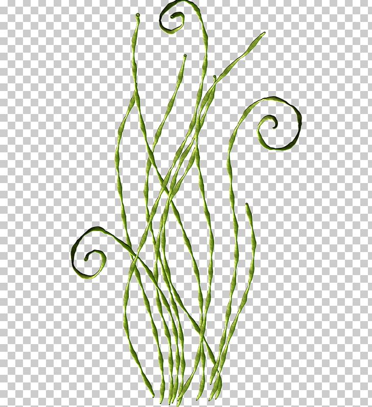 PhotoScape Flower PNG, Clipart, Branch, Clip Art, Drawing, Flora, Flower Free PNG Download