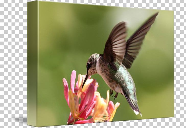 Ruby-throated Hummingbird Honeysuckle Nectar PNG, Clipart, Animals, Art, Beak, Bird, Drawing Free PNG Download