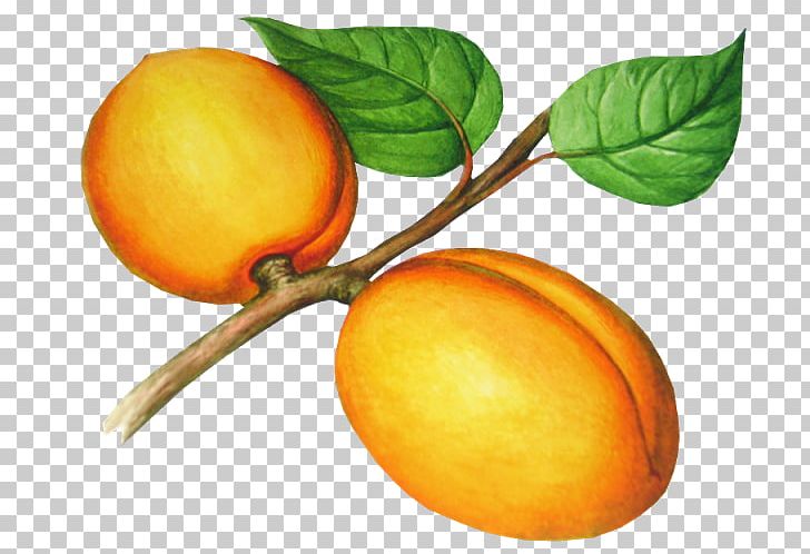 Apricot Photography PNG, Clipart, Apricot, Bitter Orange, Citrus, Diospyros, Drawing Free PNG Download