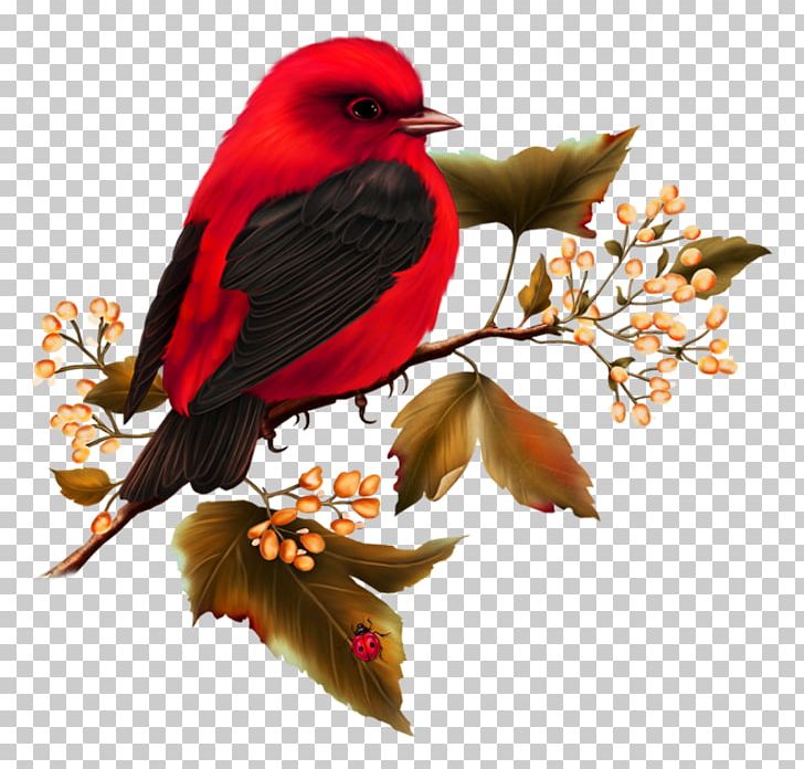 Hummingbird Free Content PNG, Clipart, Animals, Beak, Bird, Bird Cage, Bird Flight Free PNG Download