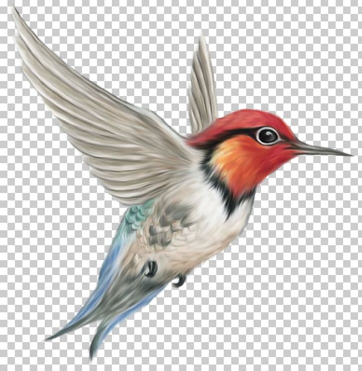 Hummingbird Portable Network Graphics Finches PNG, Clipart, Animals, Beak, Bird, Computer Icons, Desktop Wallpaper Free PNG Download