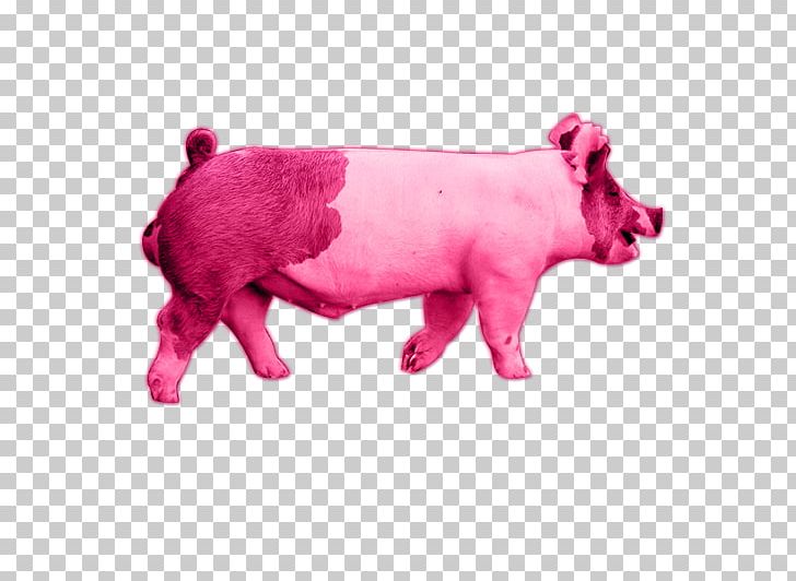 Pig Cattle Mammal Pink M Snout PNG, Clipart, Animal, Animal Figure, Animals, Cattle, Cattle Like Mammal Free PNG Download