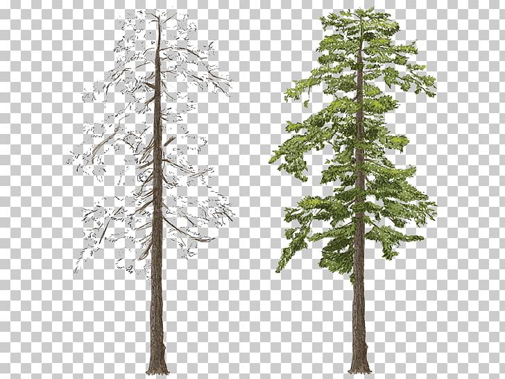 Red Pine Larch Blue Spruce Conifers PNG, Clipart, Blue Spruce, Branch, Conifer, Conifers, Evergreen Free PNG Download