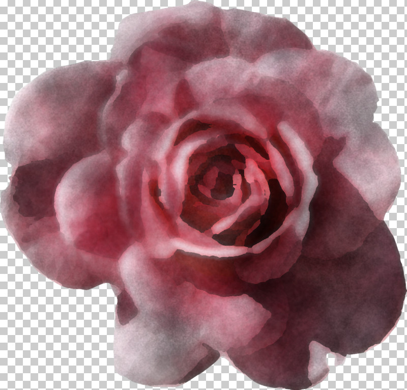 Garden Roses PNG, Clipart, Artificial Flower, Camellia, Cut Flowers, Floribunda, Flower Free PNG Download