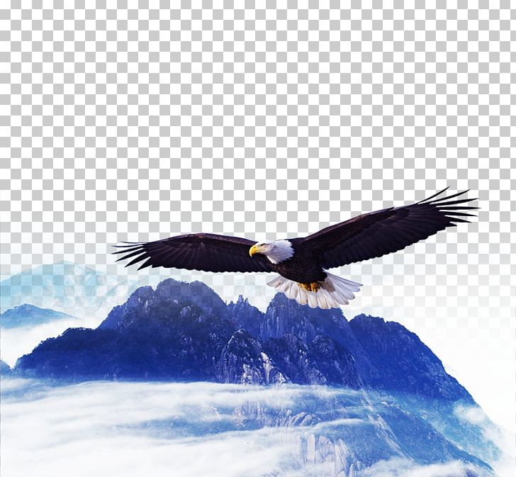 Bald Eagle Poster Hawk PNG, Clipart, Accipitriformes, Advertising, Beak, Bird, Bird Of Prey Free PNG Download