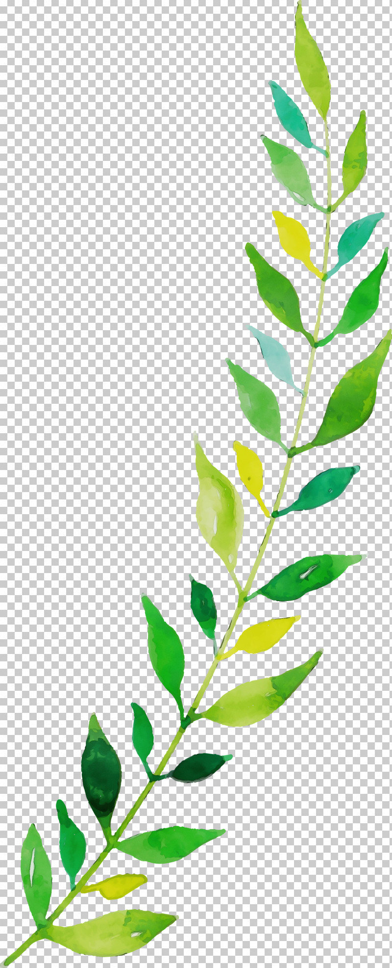 Twig Plant Stem Leaf Line Plants PNG, Clipart, Biology, Leaf, Line, Paint, Plants Free PNG Download