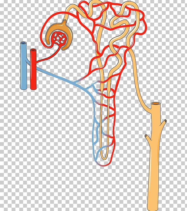 Nephron Kidney Excretory System Proximal Tubule Urine PNG, Clipart, Area, Diagram, Disease, Excretory System, Human Body Free PNG Download