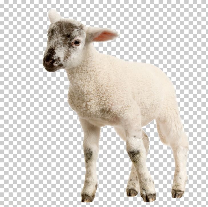 Sheep Lamb And Mutton Stock Photography Goat PNG, Clipart, Animals, Cow Goat Family, Goat, Goat Antelope, Goats Free PNG Download