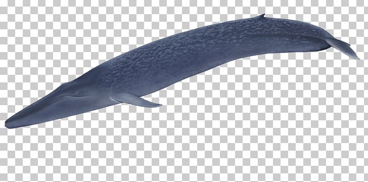 Tucuxi Common Bottlenose Dolphin Fish PNG, Clipart, Animals, Bottlenose Dolphin, Close, Common Bottlenose Dolphin, Dolphin Free PNG Download