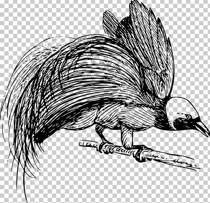 Goldie's Bird-of-paradise Drawing PNG, Clipart, Animal, Animals, Art