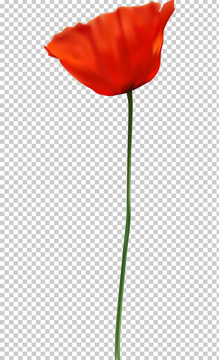 Opium Poppy Red Flower PNG, Clipart, Blume, Coquelicot, Cut Flowers, Flower, Flowering Plant Free PNG Download