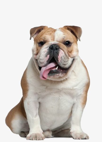 Dog PNG, Clipart, Animal, Brown, Bulldog, Canine, Cute Free PNG Download