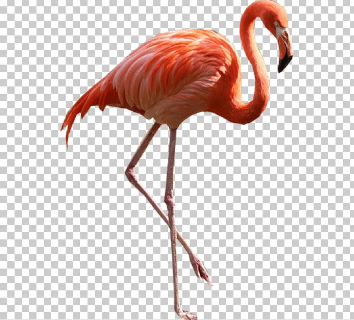 Wallpaper Flamingo Youtube Icon