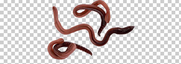 Worms Three PNG, Clipart, Animals, Worms Free PNG Download