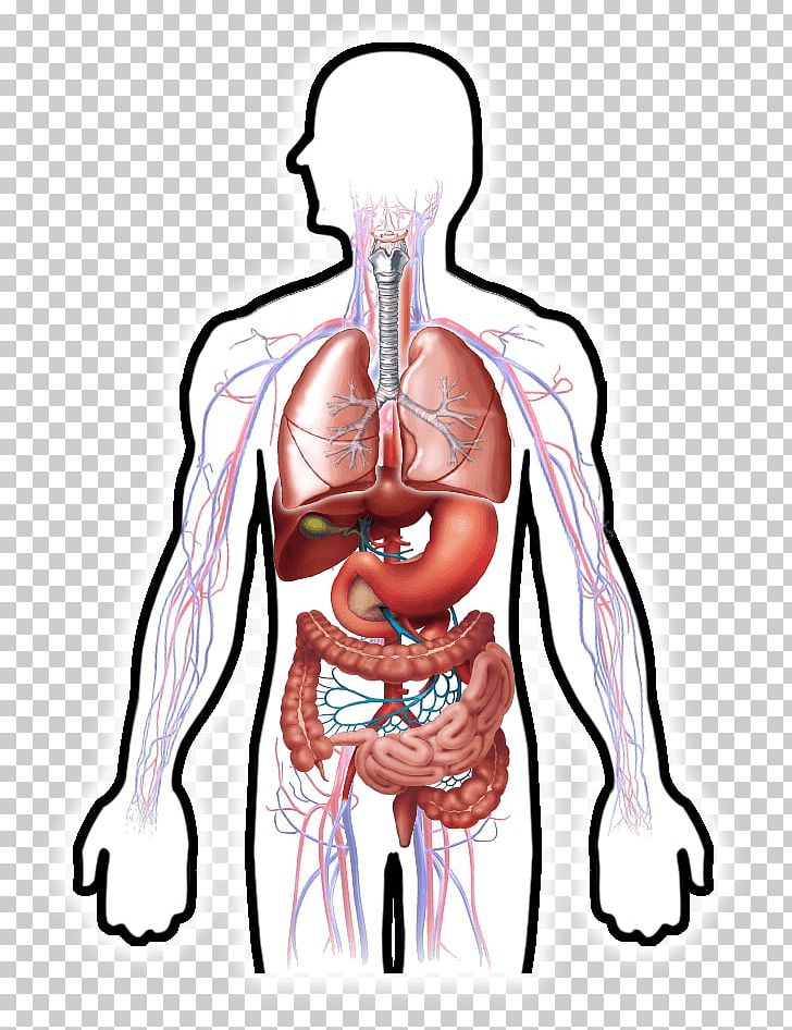 circulatory-system-human-digestive-system-respiratory-system-digestion