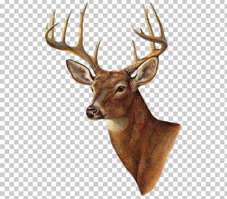 White-tailed Deer Oil Painting Canvas PNG, Clipart, Allposterscom, Antler, Art, Art Museum, Canvas Print Free PNG Download
