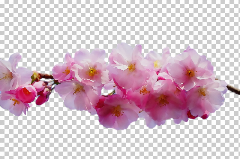 Cherry Blossom PNG, Clipart, Artificial Flower, Blossom, Branch, Cherry Blossom, Cut Flowers Free PNG Download