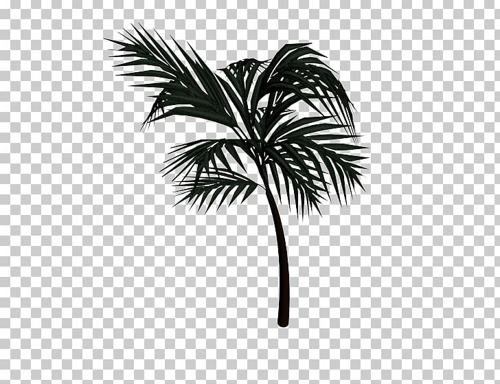 Asian Palmyra Palm Arecaceae Date Palm Drawing PNG, Clipart, Arecaceae, Arecales, Asian Palmyra Palm, Black And White, Borassus Free PNG Download