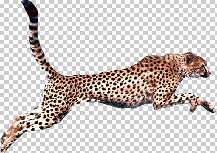 Cheetah Leopard Felidae PNG, Clipart, Animal Figure, Animals, Big Cats, Carnivoran, Cat Like Mammal Free PNG Download