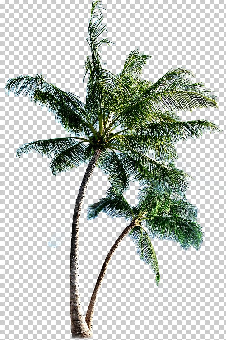 Island Eleuthera PNG, Clipart, Arecaceae, Arecales, Coconut, Computer Icons, Date Palm Free PNG Download