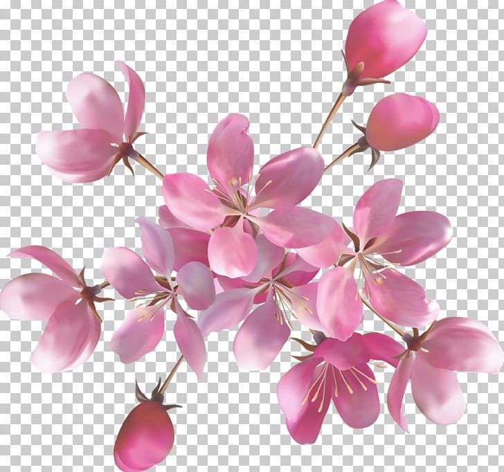 Pink Flowers Rose Desktop PNG, Clipart, Art, Blossom, Branch, Cherry Blossom, Cut Flowers Free PNG Download