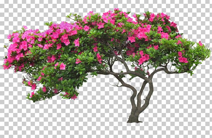 Tree Flower PNG, Clipart, Autumn Leaf Color, Azalea, Branch, Download, Flora Free PNG Download