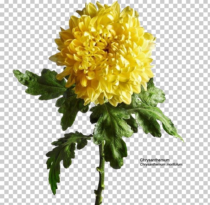 Chrysanthemum Dahlia Cut Flowers Annual Plant Herbaceous Plant PNG, Clipart, Annual Plant, Carnation Flowers, Chrysanthemum, Chrysanths, Cut Flowers Free PNG Download