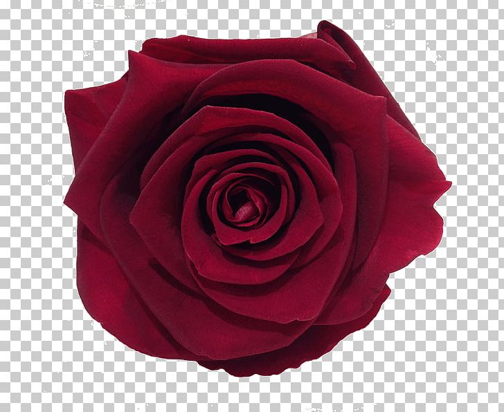 Garden Roses Cabbage Rose Cut Flowers Petal PNG, Clipart, Cabbage Rose, Cut Flowers, Flower, Flowering Plant, Garden Free PNG Download