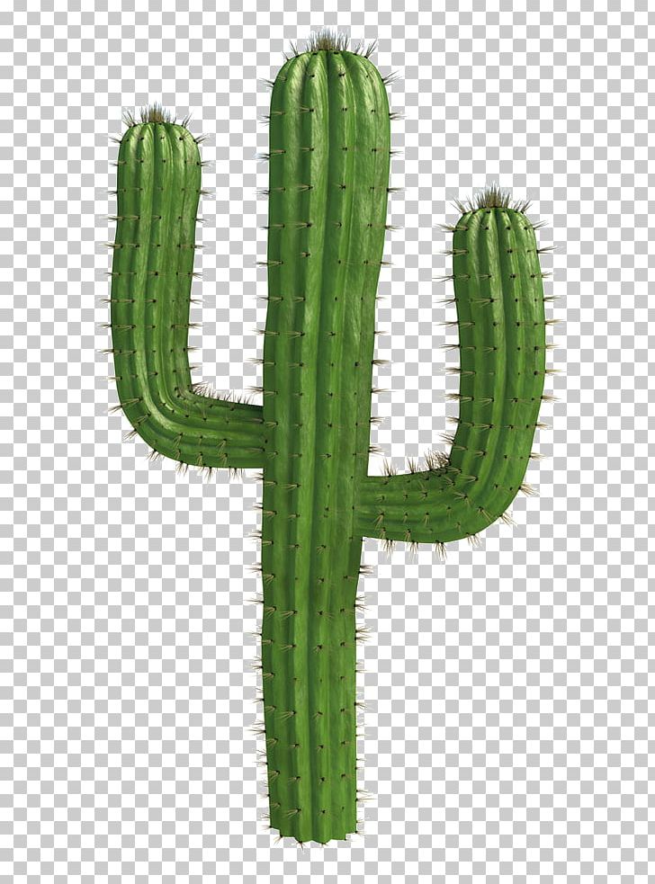 Saguaro National Park Cactaceae Desert PNG, Clipart, Cactus, Cactus Cartoon, Cactus Flower, Cactus Vector, Cartoon Cactus Free PNG Download
