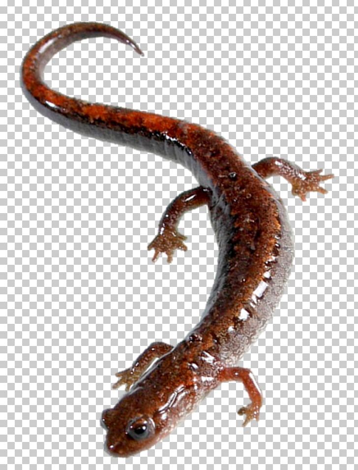 Smooth Newt BookCon Salamandra PNG, Clipart, Acting Workshop, Adam Gidwitz, Amphibian, Animal, Author Free PNG Download