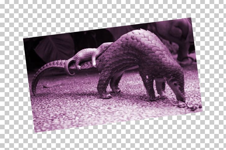 Anteater Pangolins Sunda Pangolin Scale Endangered Species PNG, Clipart, Animal, Anteater, Chinese Pangolin, Critically Endangered, Endangered Species Free PNG Download