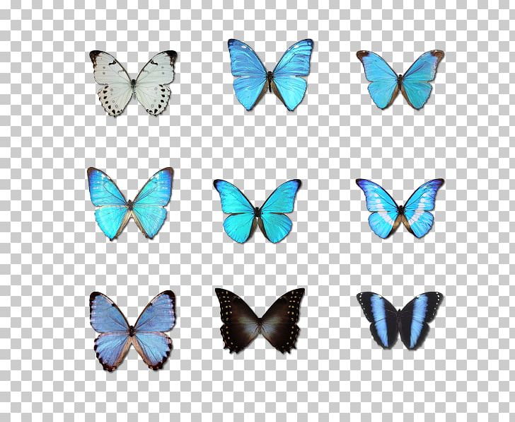 Butterfly Morpho Menelaus Moth PNG, Clipart, Biological Specimen, Blue, Butt, Butterflies, Butterfly Group Free PNG Download