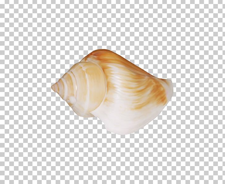 Cockle Seashell Sea Snail Shankha Conchology PNG, Clipart, Beach, Clams Oysters Mussels And Scallops, Cockle, Conch, Conchology Free PNG Download