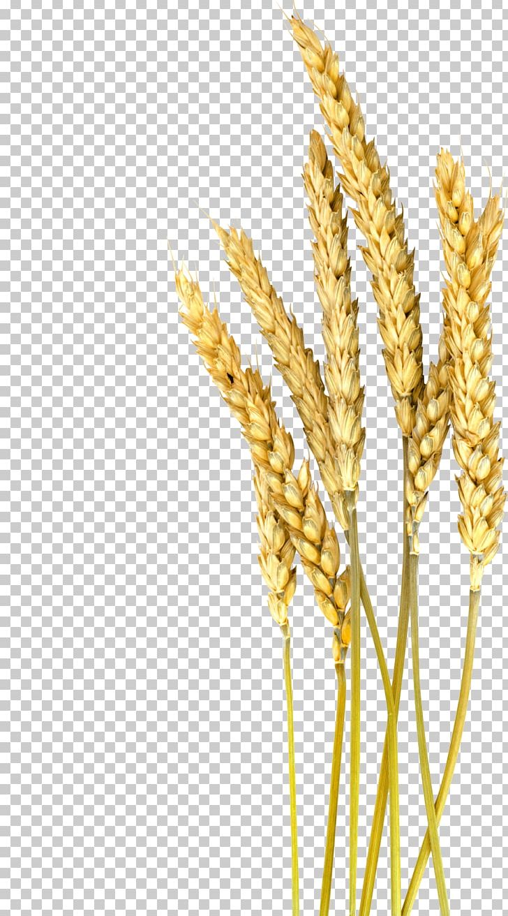 Einkorn Wheat Barley Cereal Oat Foxtail Millet PNG, Clipart, Autumn, Broomcorn, Cartoon Wheat, Cereal Germ, Commodity Free PNG Download