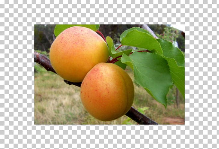 Apricot Cultivar Люизе Auglis Fruit Tree PNG, Clipart, Apple, Apricot, Artikel, Auglis, Cherry Plum Free PNG Download