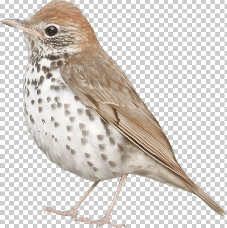 Bird Common Nightingale Feather PNG, Clipart, American Sparrows, Animals, Beak, Bird, Common Nightingale Free PNG Download