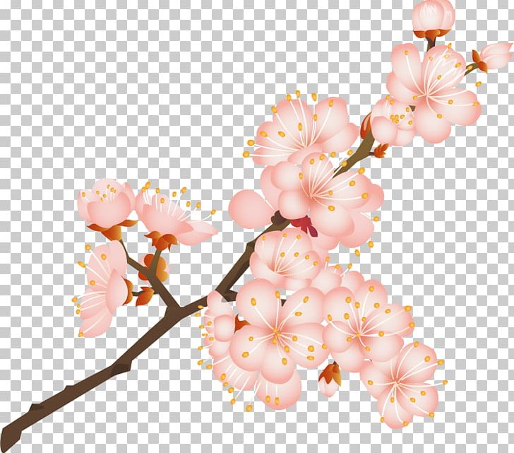 Cherry Blossom Kiyohide Internal Medicine Clinic Old Age Caregiver Normal Pressure Hydrocephalus PNG, Clipart, Blossom, Branch, Caregiver, Cherry Blossom, Cherry Blossom Front Free PNG Download