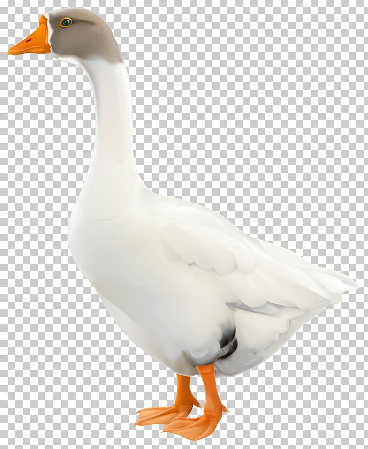 Goose Duck Animal PNG, Clipart, Anatidae, Animal, Animals, Beak, Bird Free PNG Download