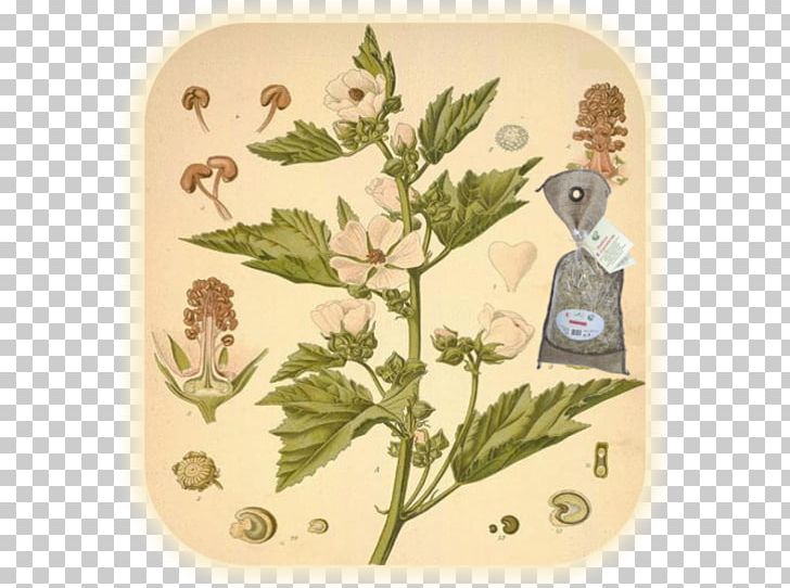 Köhler's Medicinal Plants Marsh Mallow Herbalism PNG, Clipart,  Free PNG Download