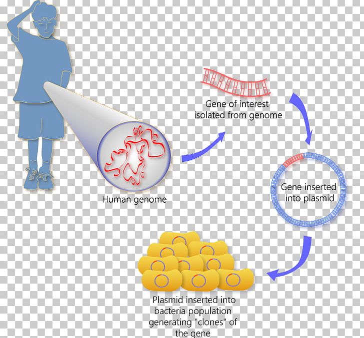 Molecular Cloning Genetics Somatic Cell Nuclear Transfer PNG, Clipart, Cell, Clone, Cloning, Diagram, Dna Free PNG Download