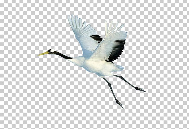 Red-crowned Crane Bird Flight PNG, Clipart, Background White, Bird, Black White, Blue Crane, Crane Free PNG Download