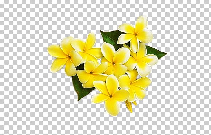Yellow Cut Flowers Frangipani Petal PNG, Clipart, Brush, Color, Cut Flowers, Egg, Egg Flowers Free PNG Download