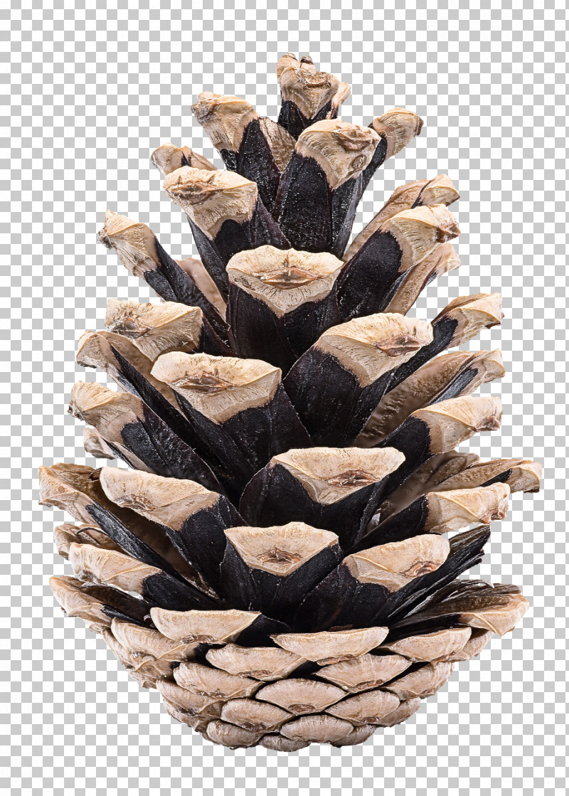 Sugar Pine Conifer Cone White Pine Red Pine Western Yellow Pine PNG, Clipart, Colorado Spruce, Conifer Cone, Lodgepole Pine, Oregon Pine, Pine Free PNG Download