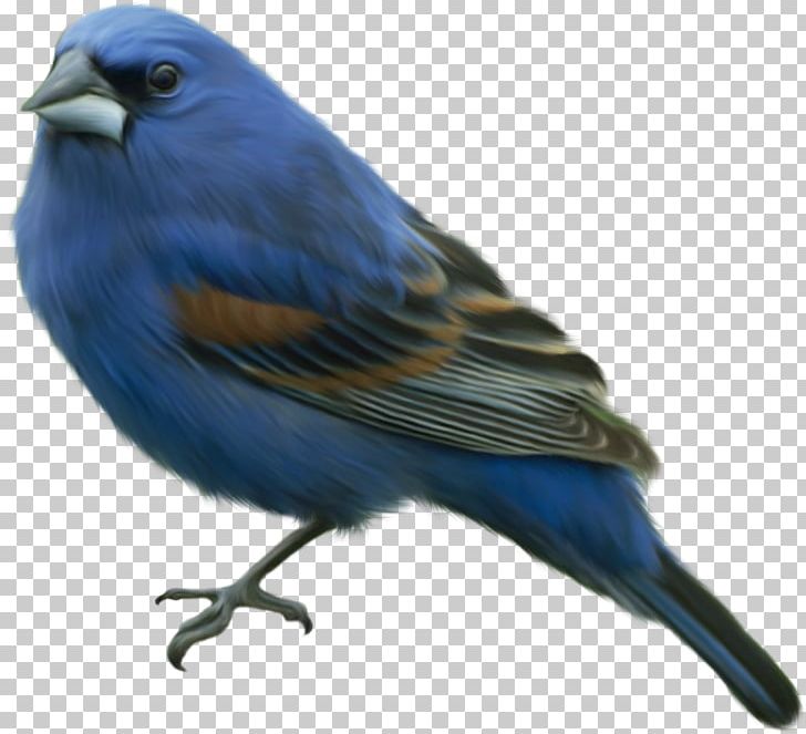 Bird PNG, Clipart, Animals, Beak, Bird, Bluebird, Cobalt Blue Free PNG Download