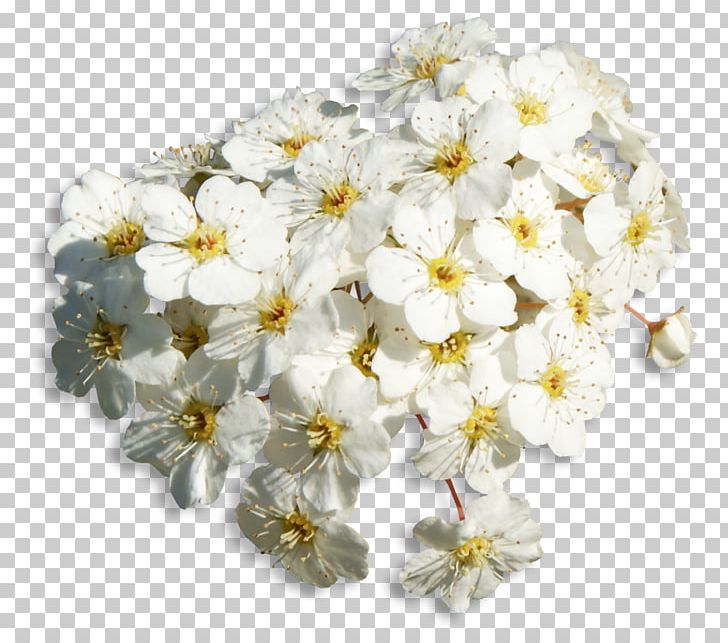 Flower Blog Drawing PNG, Clipart, Antirrhinum Majus, Banco De Imagens, Blog, Blossom, Branch Free PNG Download