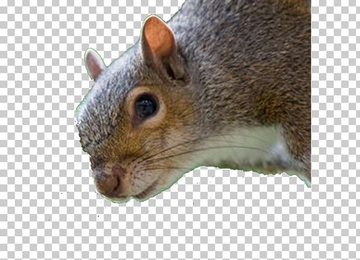 Fox Squirrel Laptop Personal Computer PNG, Clipart, Animal, Animals, Desktop Computers, Desktop Wallpaper, Display Resolution Free PNG Download