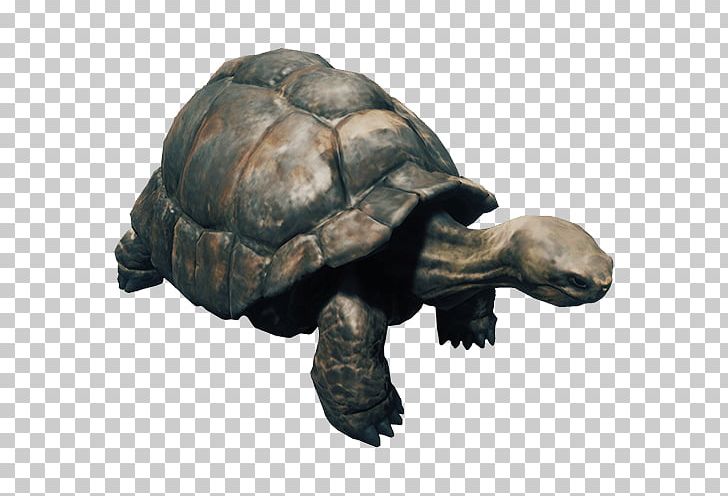 The Forest Turtle Reptile Raccoon Tortoise PNG, Clipart, Animal, Animals, Butterflyfish, Common Tortoise, Crocodile Shark Free PNG Download