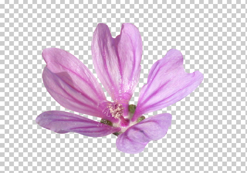 Petal Violet Pink Purple Flower PNG, Clipart, Crocus, Flower, Herbaceous Plant, Magnolia Family, Petal Free PNG Download
